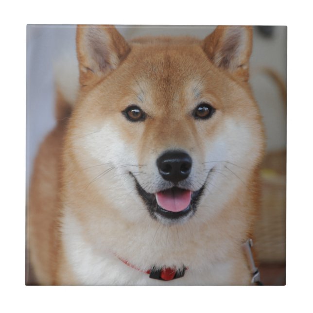 Azulejo Shiba_inu (Frente)