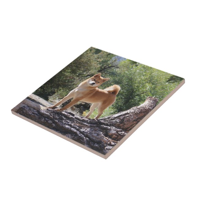 Azulejo Shiba Inu (Lado)