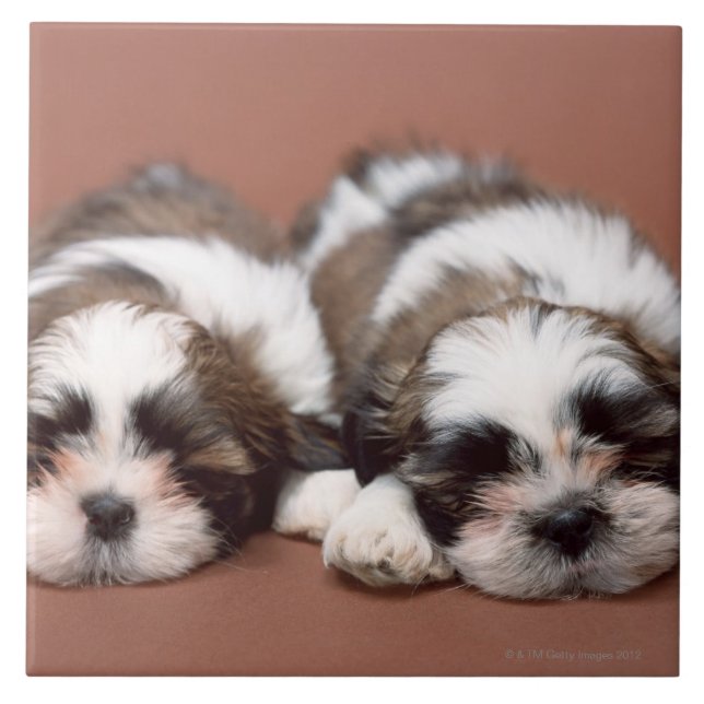 Azulejo Shih Tzu (Frente)