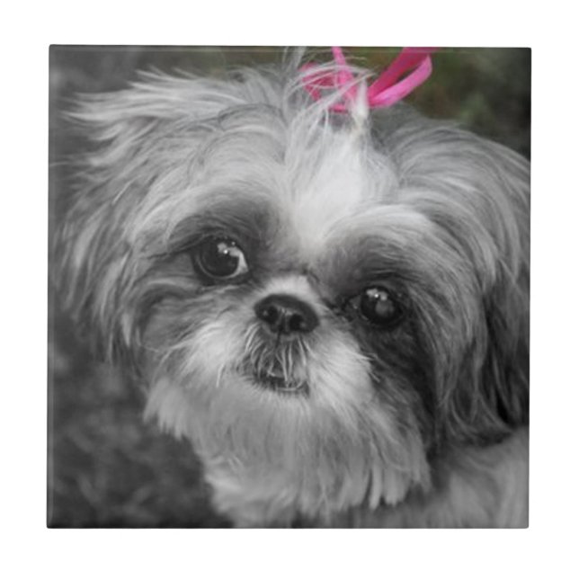 Azulejo Shih Tzu Chica Ceramic Tile (Frente)