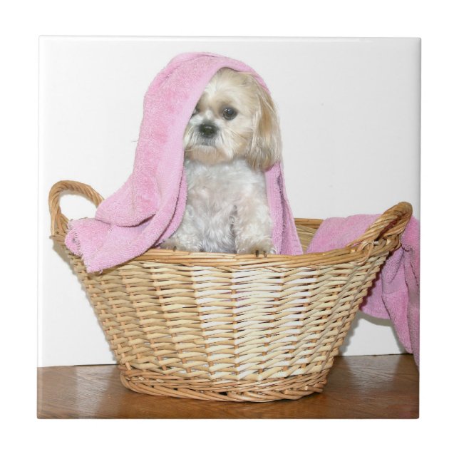 Azulejo Shih Tzu en cesta de lavadero (Frente)