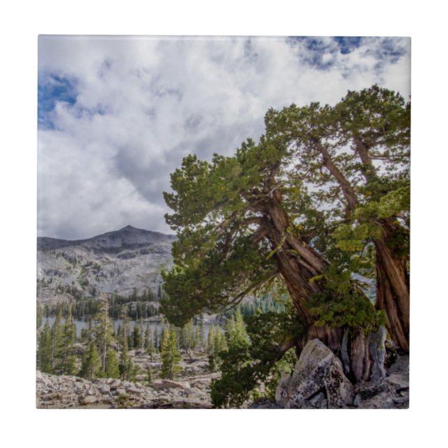 Azulejo Sierra Juniper y árboles de hoja perenne (Frente)