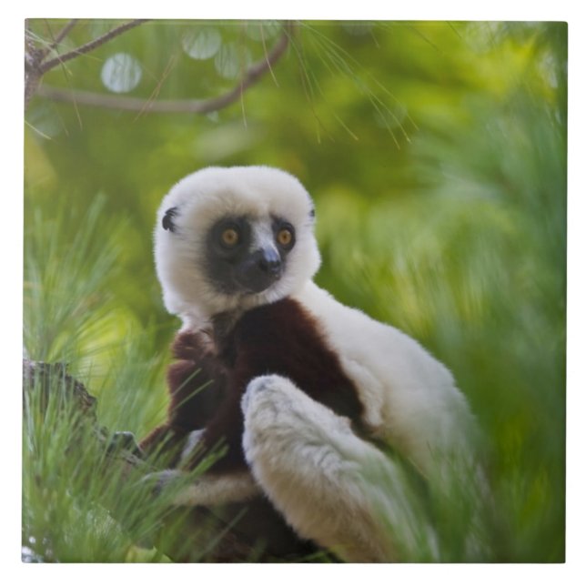 Azulejo Sifaka de Coquerel en el bosque 2 (Frente)
