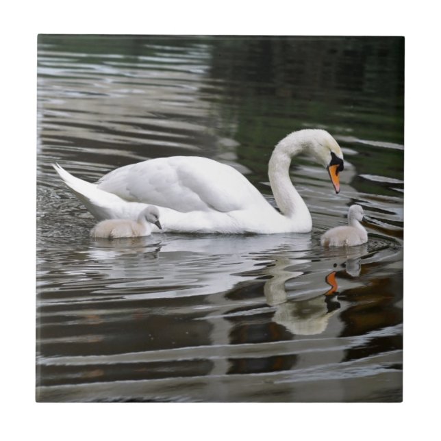 Azulejo Silenciar los cisnes con insectos en el agua (Frente)