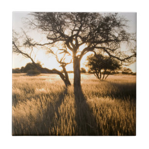 Azulejo Silueta De Árboles De Acacia En El Grado. Marienta