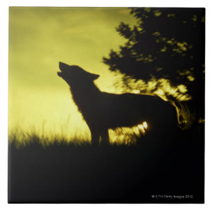Azulejo Silueta del lobo que grita