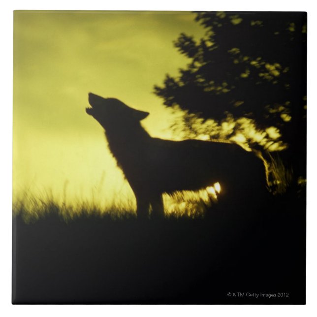 Azulejo Silueta del lobo que grita (Frente)