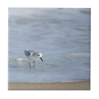 Azulejo Single Sandpiper walking on beach 