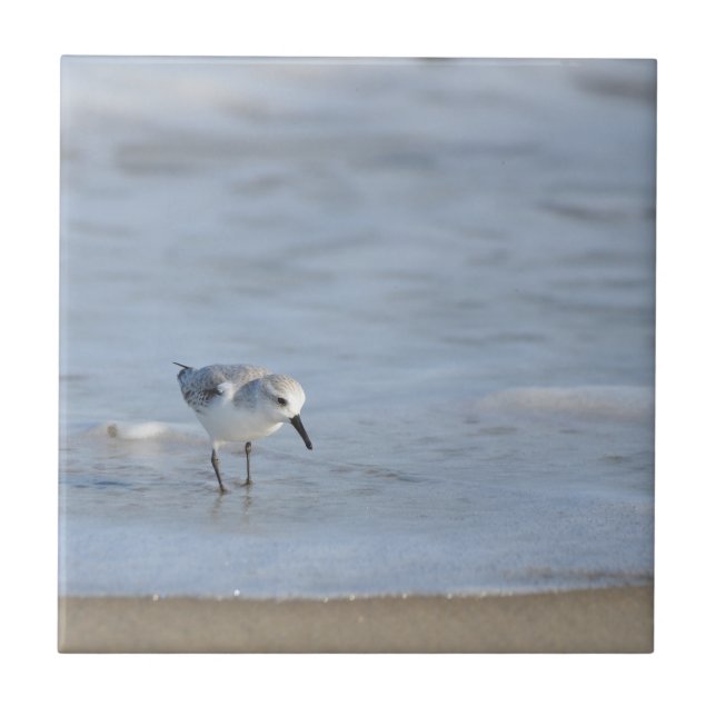 Azulejo Single Sandpiper walking on beach  (Frente)
