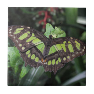 Azulejo Siproeta stelenes