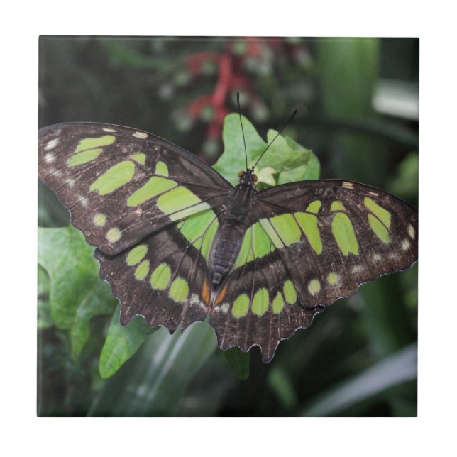 Azulejo Siproeta stelenes (Frente)