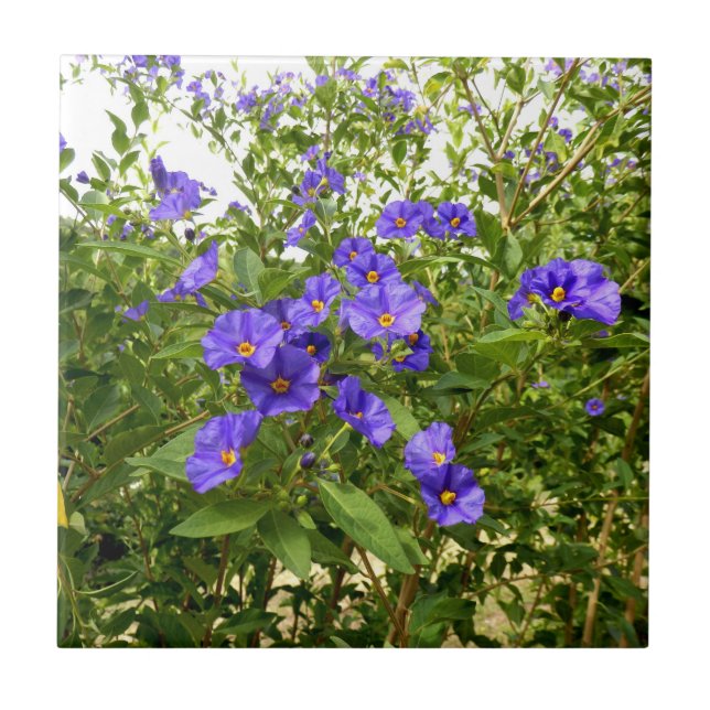 Azulejo Sisyrinchium Angustifolium Tile Cerámico (Frente)