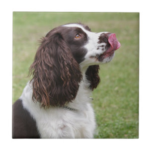 Azulejo Sitting English Springer Spaniel