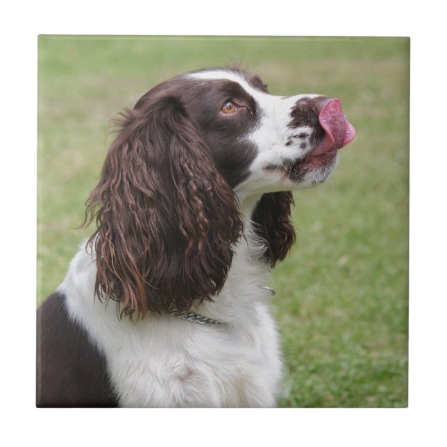 Azulejo Sitting English Springer Spaniel (Frente)