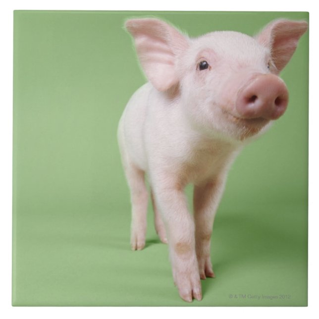 Azulejo Situación del cochinillo (Frente)