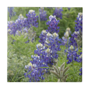 Azulejo SJefferson Texas Bluebonnets Series #2