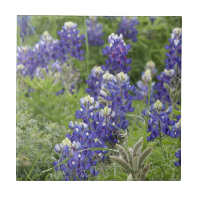 Azulejo SJefferson Texas Bluebonnets Series #2 (Frente)