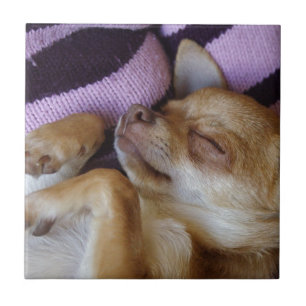 Azulejo Sleeping Chihuahua
