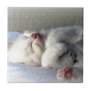 Azulejo Sleepy Kitten