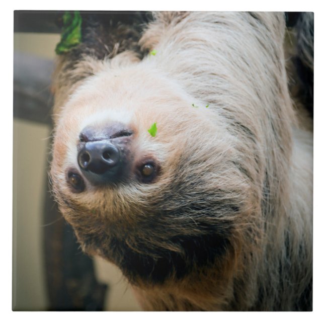Azulejo Sloth 001 (Frente)
