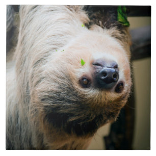 Azulejo Sloth 005
