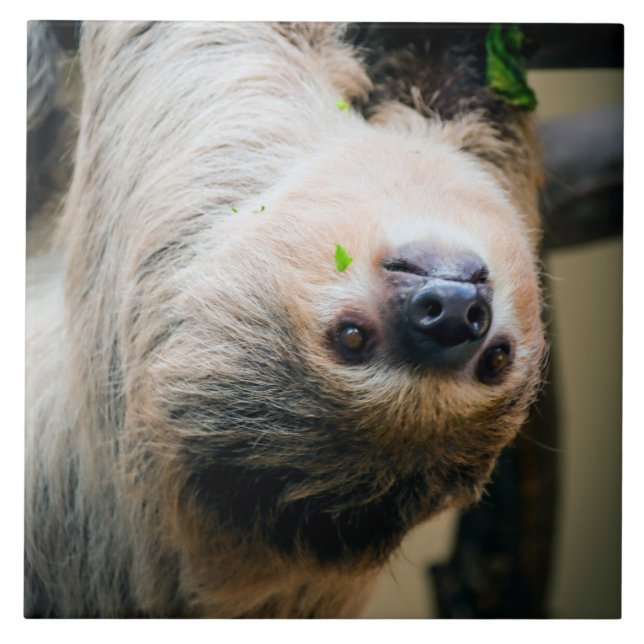 Azulejo Sloth 005 (Frente)