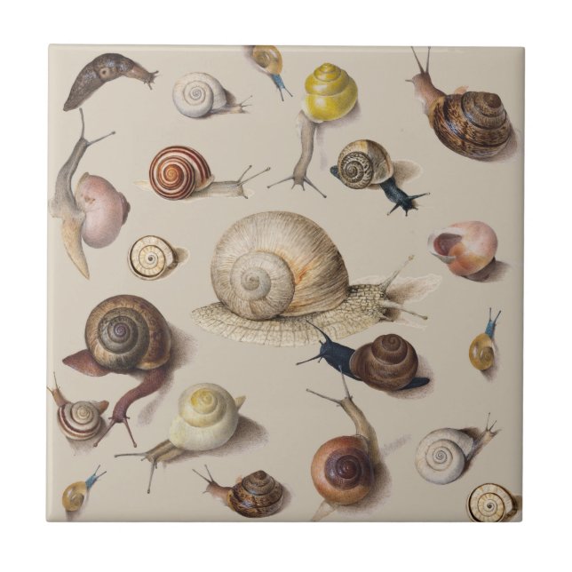 Azulejo Snail Garden Mascota Gastropod Slug Caracoles botá (Frente)