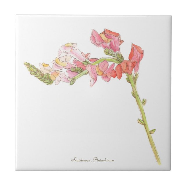 Azulejo Snapdragon  (Frente)