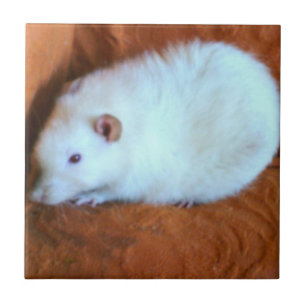 Azulejo Snowball White Rat Tile