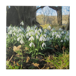 Azulejo Snowdrop Under a English Yew Tree - Cerámica