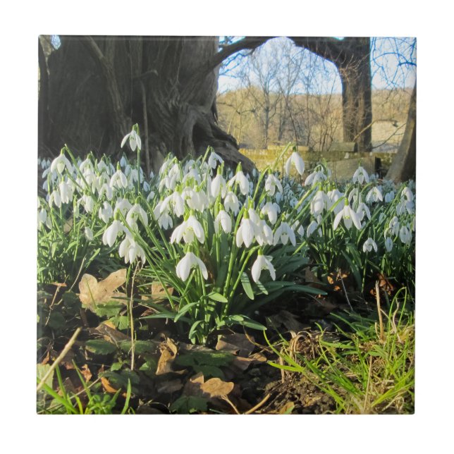 Azulejo Snowdrop Under a English Yew Tree - Cerámica (Frente)