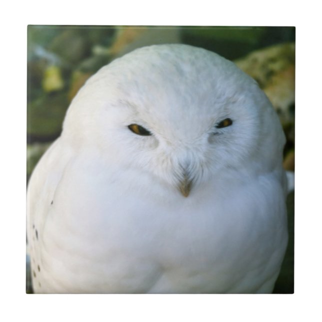 Azulejo Snowy Owl (Frente)