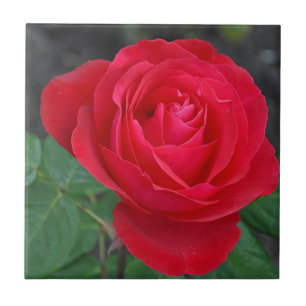 Azulejo Solo rosa rojo