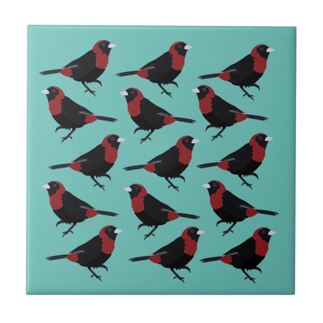 Azulejo Songbird de Tanager color rojo negro con crimson (Frente)