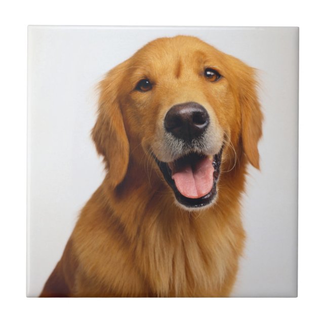 Azulejo Sonrisa de Golden Retriever (Frente)