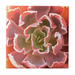 Azulejo Sorprendente Jardín Suculentos Tonos Rosa Arte Rea