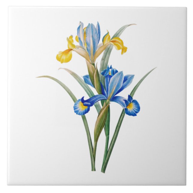 Azulejo Spanish iris by Pierre-Joseph Redouté (Frente)