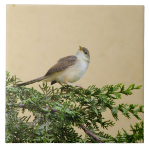 Azulejo Sparrow
