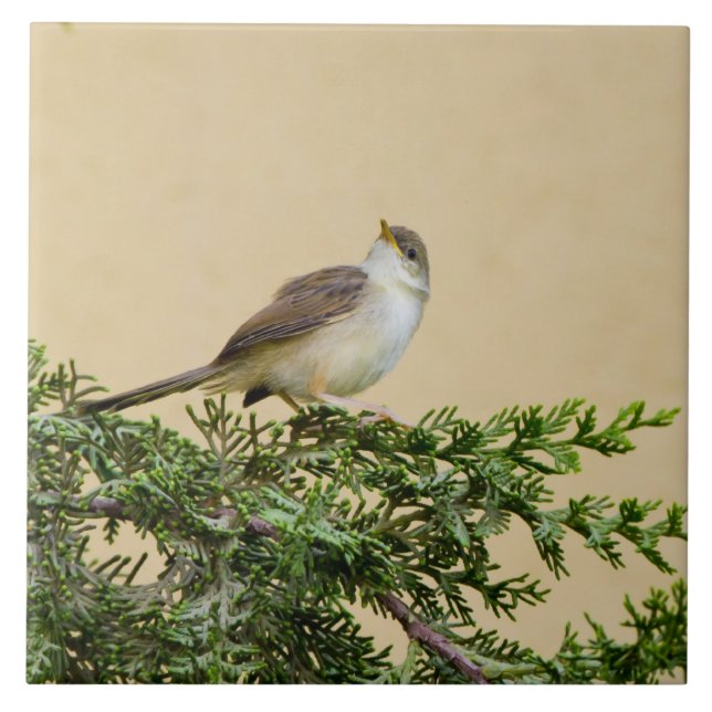 Azulejo Sparrow (Frente)