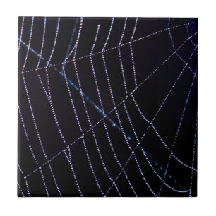 Azulejo Spider Web