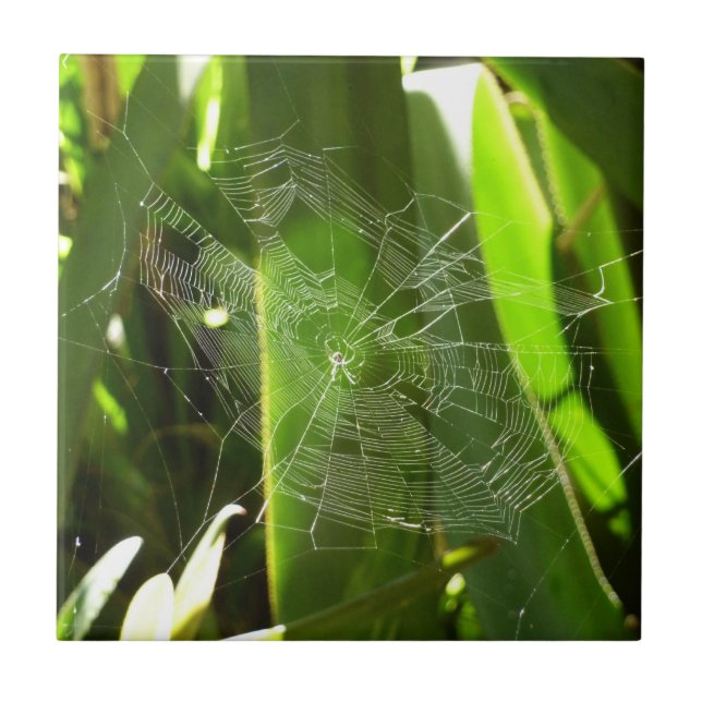 Azulejo Spiderweb en la naturaleza de las hojas tropicales (Frente)
