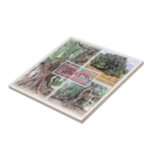 Azulejo SRD006 LURAS, Oleícola Millennial,