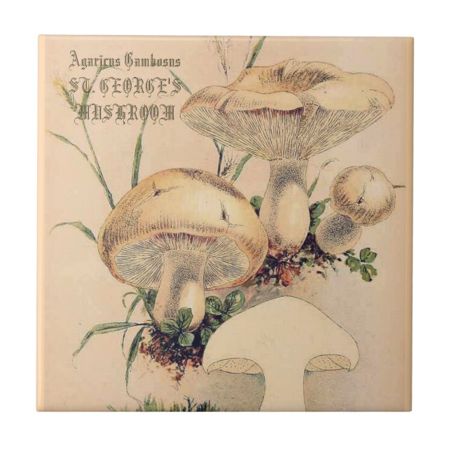 AZULEJO ST. EL MUSHROOM DE GEORGE (Frente)