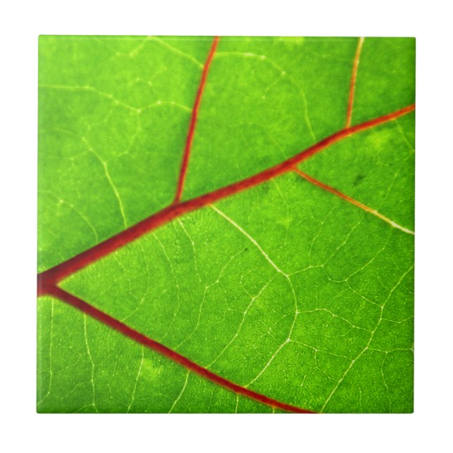 Azulejo St Thomas 1 (Frente)