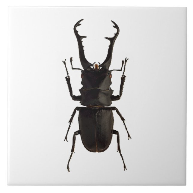 Azulejo Stag Beetle (Frente)