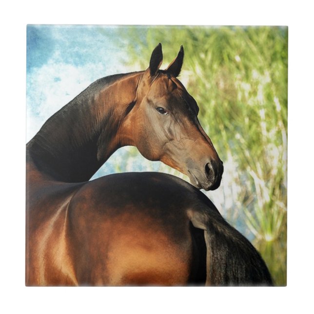 Azulejo Stallion de Akhal-teke (Frente)