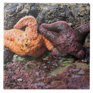 Azulejo Starfish en Bob Creek, OR