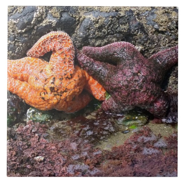Azulejo Starfish en Bob Creek, OR (Frente)