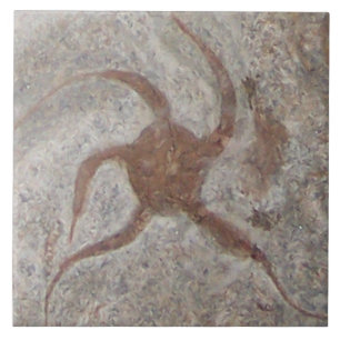 Azulejo Starfish Fossil Tile Trivet