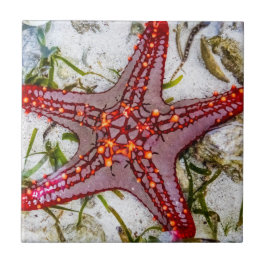 Azulejo Starfish, Zanzíbar, Tanzania